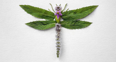 Natura-Insects